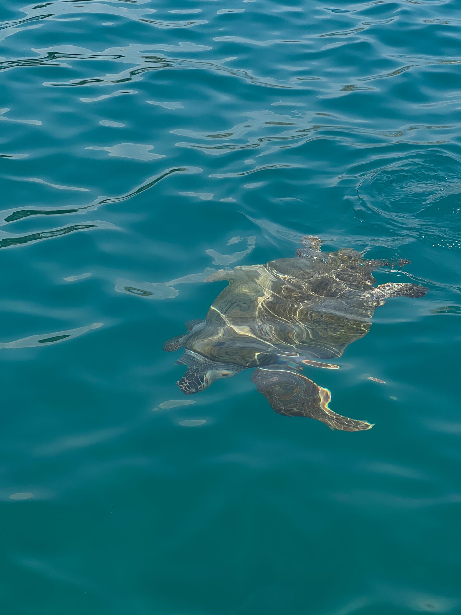 The marine life of Kastellorizo